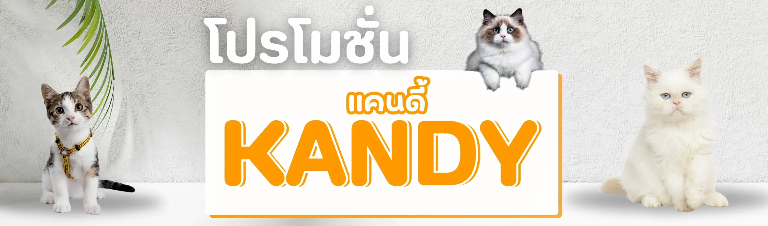 โปรโมชั่น Kandy